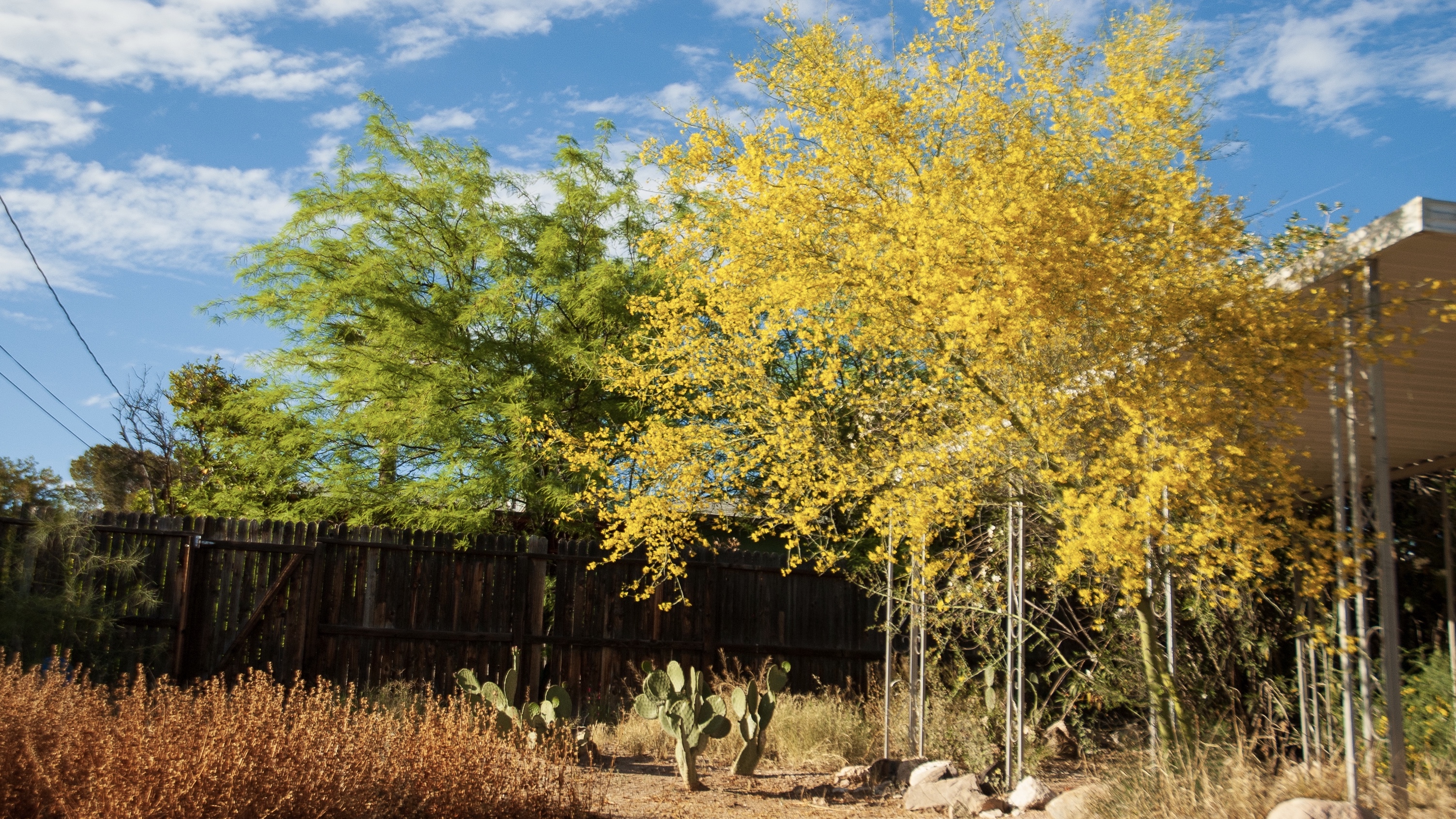 Photo of trees turning yellow in a backyard