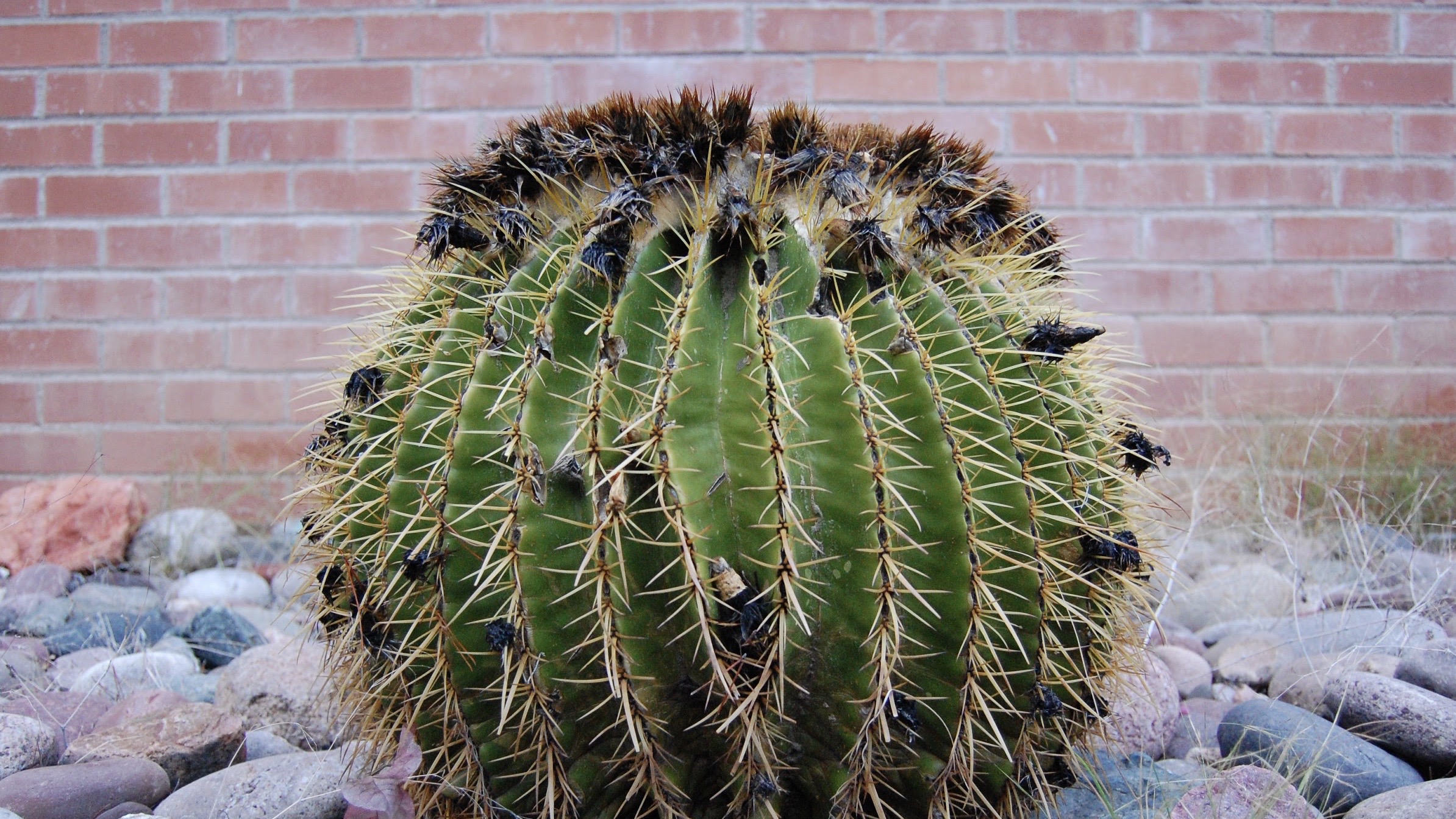 Another cute, bowl-shaped cactus.