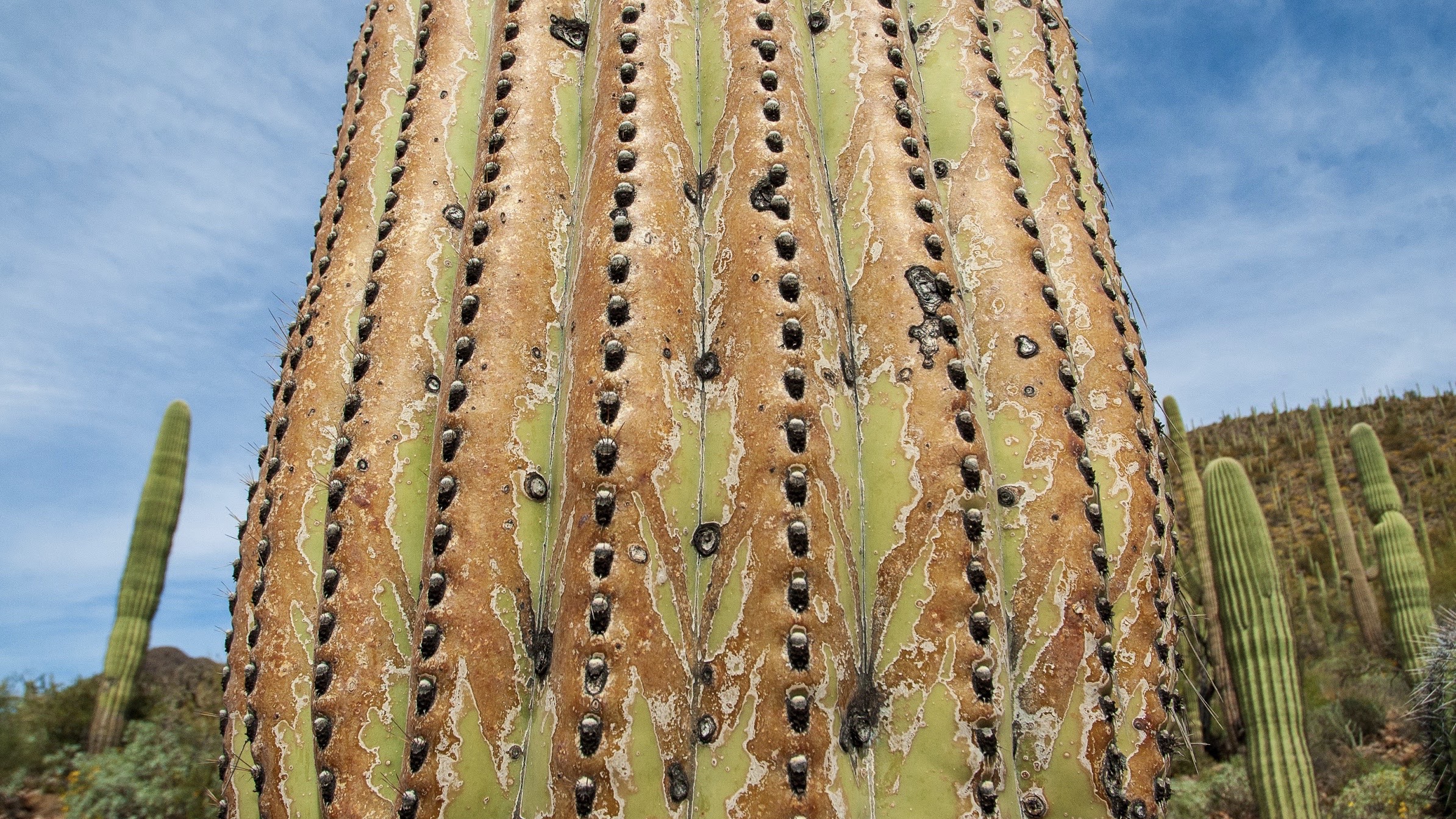 Close-up view of a Saguaro cactus.