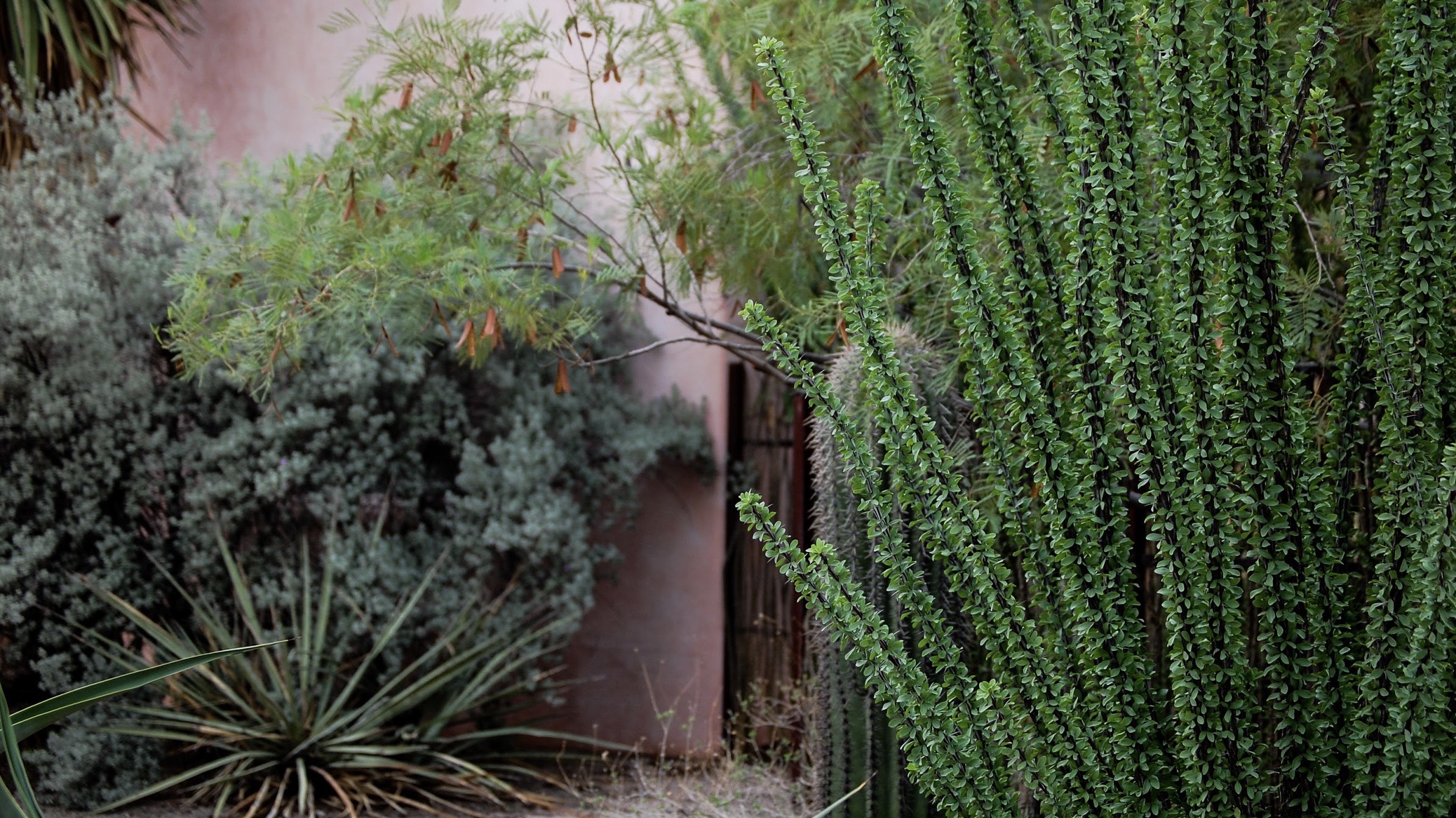 A photo depicting the Tucson scenery, focusing plants in the backyard.