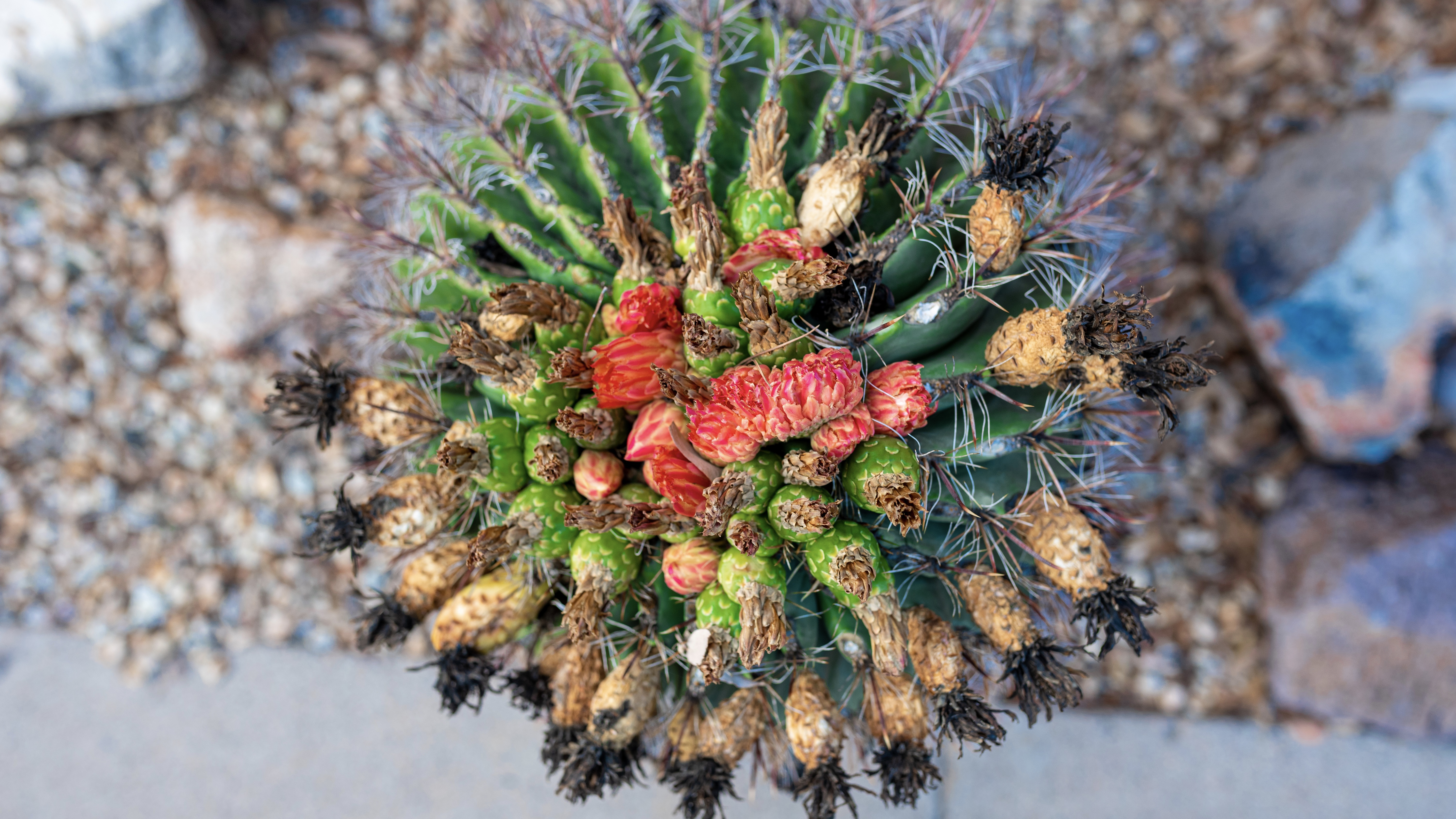 Top-down view of a green cactus with red blossoms on top.
