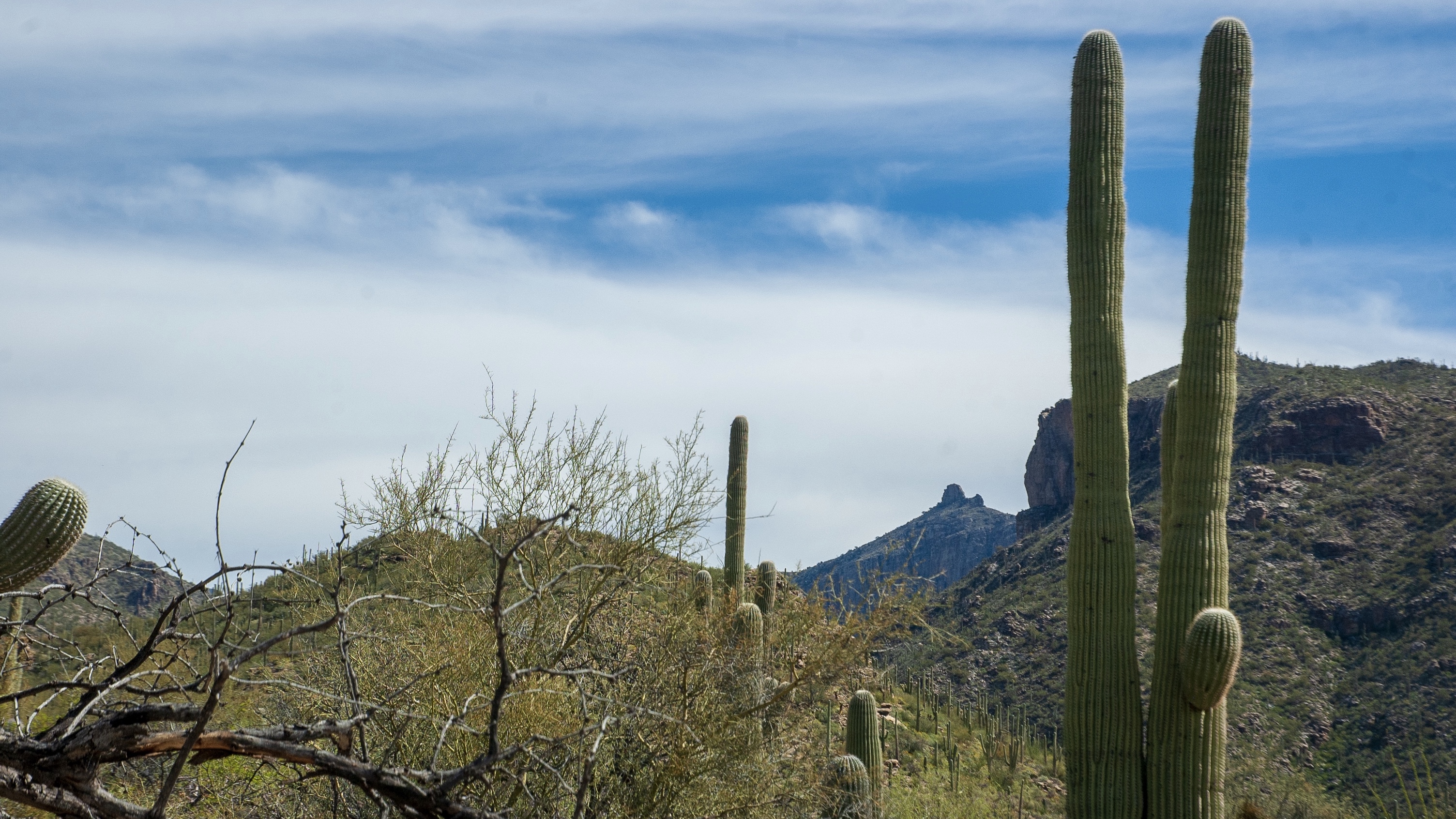 A photo of the Tucson mountain landscape. There are tall, thin saguaro cacti in the foreground, under a blue but cloudy sky.